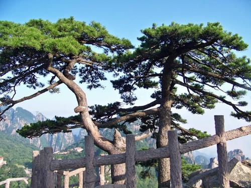 黄山松景
