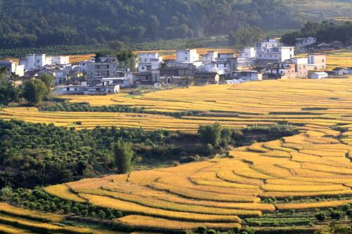 田园风光