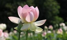 让心情灿烂起来