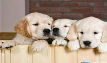 可爱的小狗_700字