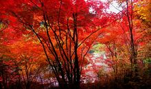 美丽的秋天_900字