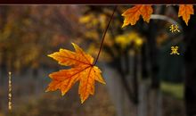 秋叶_1000字