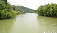 风景如画的小树林_550字