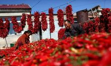 家乡的辣椒_900字