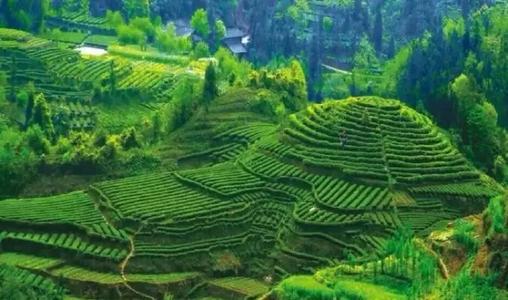当茶园又香