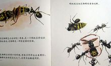 我发现蚂蚁认路的秘密