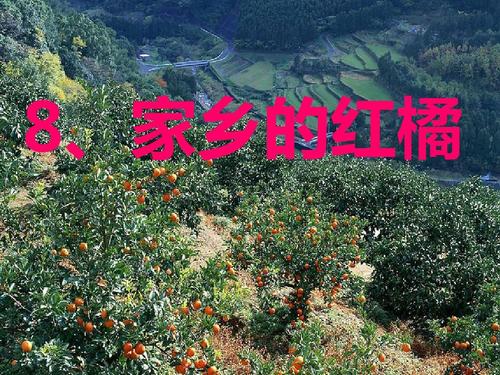 家乡橘子