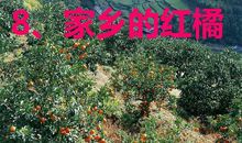 家乡的红橘
