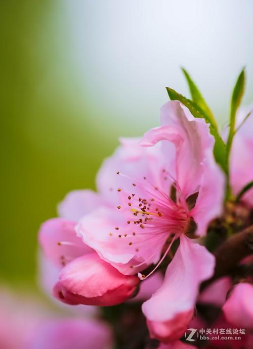 桃花韵