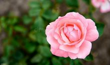 绽放最美的颜色