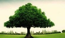 仰望大树