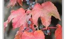 多彩的秋天（郭翰桥）_200字