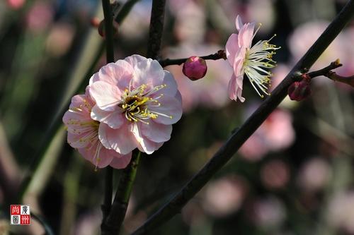 花朵可以折直，必须折起来