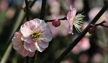 花开堪折直须折