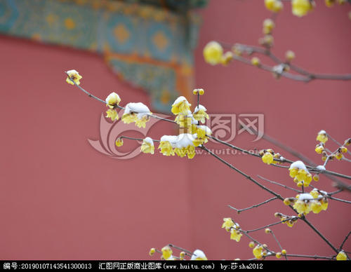 奥雪寒梅与and强的男孩