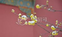 傲雪寒梅与倔强少年