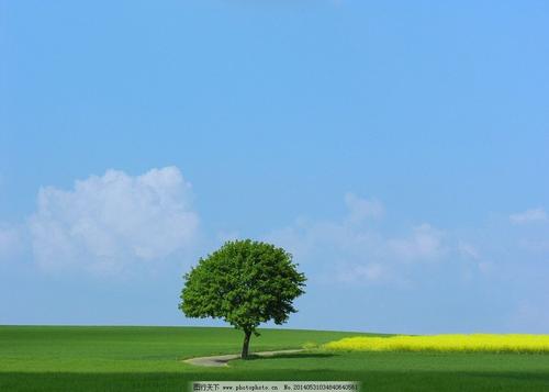 那棵树