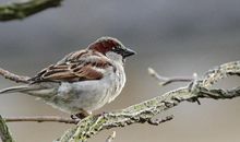 读《麻雀》有感