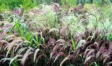 回忆也是一种美