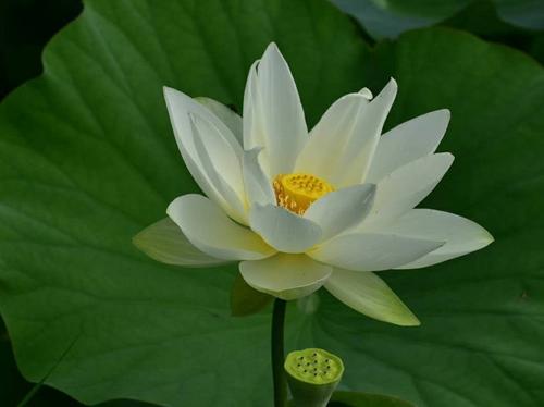 欣赏莲花（严地新）_350字
