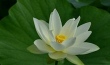 赏荷花（严帝鑫 ）_350字