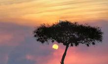 聆听生命的赞歌