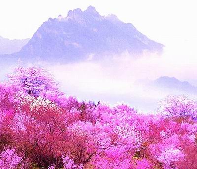 桃花