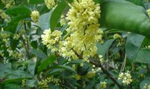 那日桂花香满袖