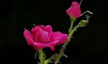 静静地聆听心花绽放的声音