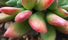 我最喜欢的植物