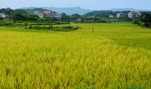 在希望的田野上