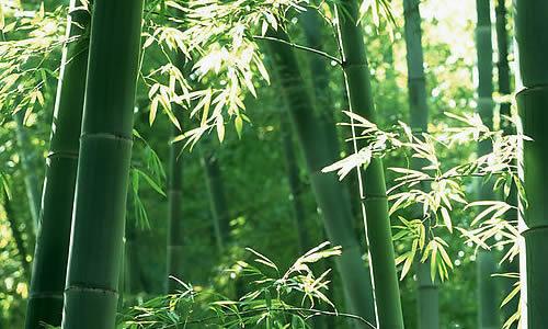 描述竹林的成分
