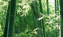 描写竹林的作文