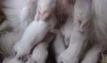 我揭开了兔耳朵的秘密