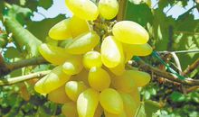 为土家画一扇窗