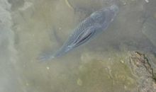 如果我是一条小鱼