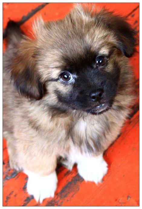 我想念的大黄狗