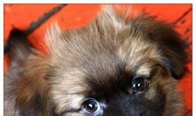 我怀念的大黄狗