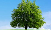 一棵沐浴在智慧的阳光下的树