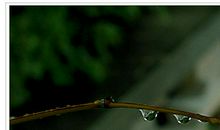 九月，谁的眼泪在飞_750字