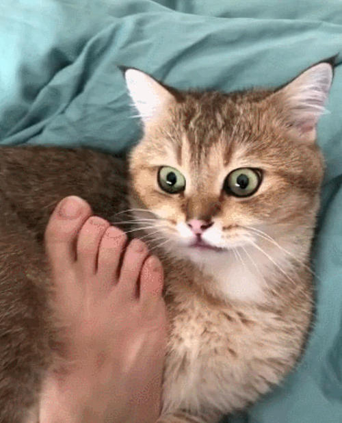 个性多变的猫