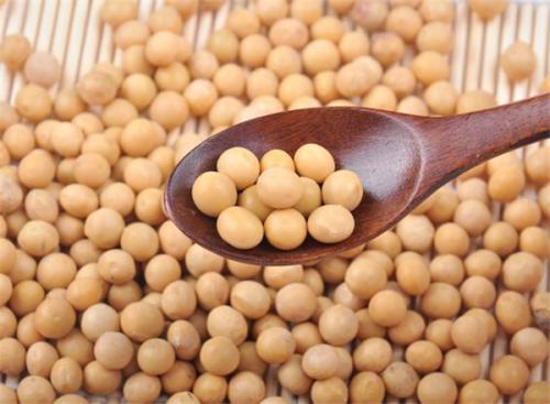 给大豆的信