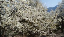 千树万树梨花开