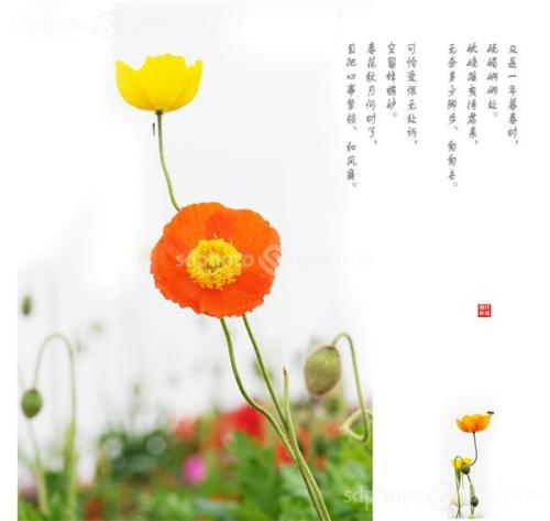 Poppy_1200字