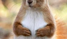 可爱的小松鼠_800字