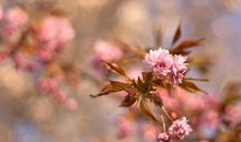 魅力无限的汉语