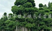 我爱校园的大榕树