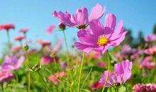 盛开在时光里的花朵