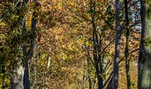 我爱家乡的小树林