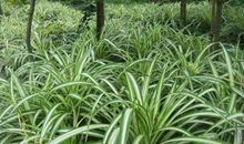 我家的金边吊兰